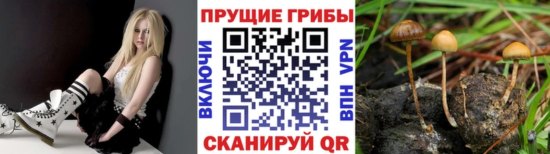 Псилоцибиновые грибы Cubensis Усть-Илимск